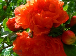 石榴花花語代表什么意思？石榴花花語是什么意思