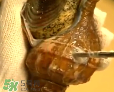 海螺怎樣吃才正確圖解？海螺哪里不能吃圖示