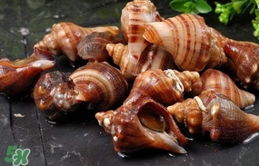 海螺是蒸還是煮？海螺的尾部是黃還是屎