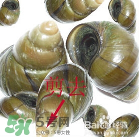 海螺怎樣吃才正確圖解？海螺哪里不能吃圖示