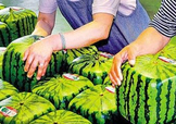 方形西瓜多少錢一斤2017？ 方形西瓜模具一個(gè)多少錢