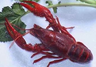 潛江小龍蝦和盱眙小龍蝦哪個(gè)有名？哪個(gè)好吃？