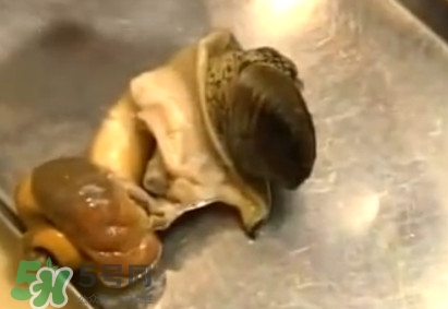 海螺怎樣吃才正確圖解？海螺哪里不能吃圖示