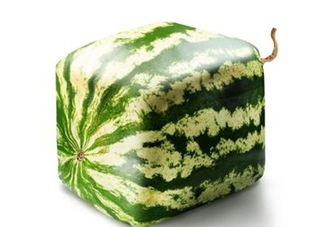 方形西瓜是如何種出來的？方形西瓜是怎么長成的