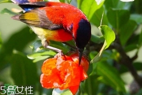 石榴花有毒嗎？石榴花能吃嗎？