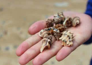 海螺是寒性的嗎？海螺是熱性還是涼性的