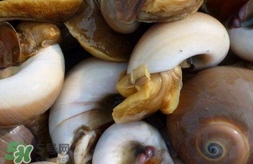 海螺是發(fā)物嗎？海螺是不是發(fā)物