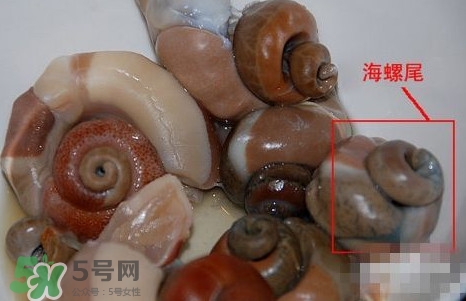 海螺是發(fā)物嗎？海螺是不是發(fā)物