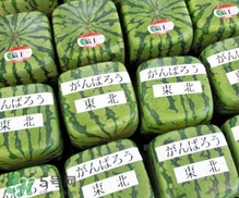 方形西瓜是如何種出來(lái)的？方形西瓜是怎么長(zhǎng)成的