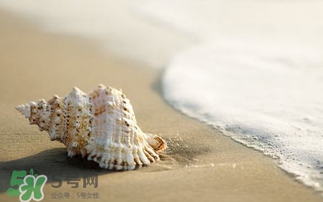 海螺是蒸還是煮？海螺的尾部是黃還是屎