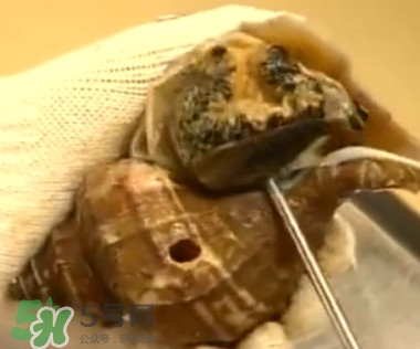 海螺怎樣吃才正確圖解？海螺哪里不能吃圖示