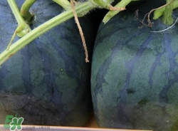 方形西瓜是如何種出來(lái)的？方形西瓜是怎么長(zhǎng)成的