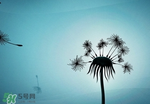 蒲公英開花了還能吃嗎？蒲公英開花的好還是不開花的好？