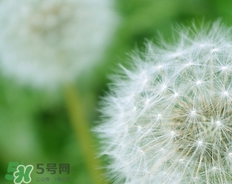 蒲公英開花了還能吃嗎？蒲公英開花的好還是不開花的好？