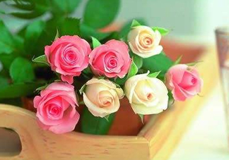 父親節(jié)可以送花嗎？父親節(jié)送什么花最合適？