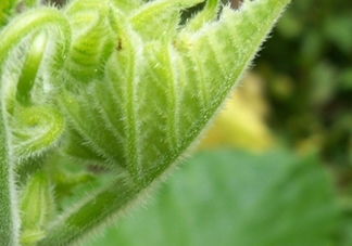 南瓜藤孕婦可以吃嗎？懷孕可以吃南瓜藤嗎？