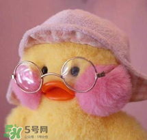 cafemimi玻尿酸鴨哪里有？cafemimi玻尿酸鴨怎么買？