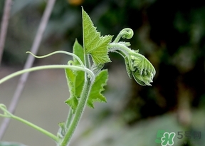 南瓜藤的葉子可以吃嗎？南瓜藤葉子上的絨毛可以吃嗎？