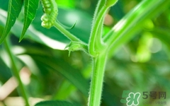 南瓜藤絨毛怎么去除？南瓜藤絨毛去除方法