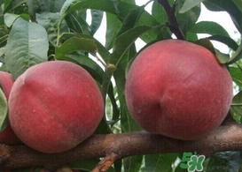 毛桃和雞蛋能一起吃嗎？吃完毛桃可以吃雞蛋嗎？