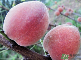 毛桃和雞蛋能一起吃嗎？吃完毛桃可以吃雞蛋嗎？