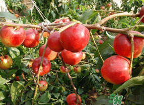 油桃和西紅柿能一起吃嗎？毛桃和西紅柿能一起吃嗎？