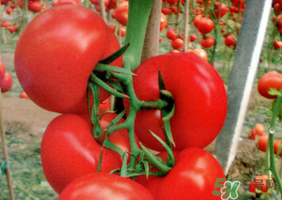 油桃和西紅柿能一起吃嗎？毛桃和西紅柿能一起吃嗎？