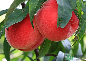 水蜜桃不能和什么一起吃？水蜜桃和什么不能一起吃？