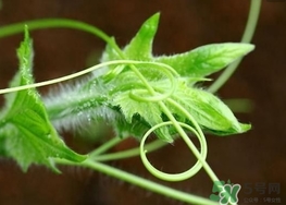 南瓜藤孕婦可以吃嗎？懷孕可以吃南瓜藤嗎？