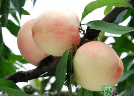 水蜜桃可以放冰箱嗎？水蜜桃放冰箱能放多久？