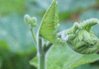 南瓜藤的葉子可以吃嗎？南瓜藤葉子上的絨毛可以吃嗎？
