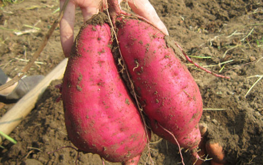 紫薯能減肥嗎？紫薯和紅薯哪個更減肥