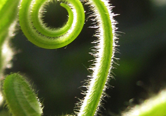 南瓜藤絨毛怎么去除？南瓜藤絨毛去除方法