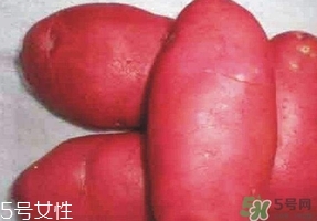 紅土豆是轉基因的嗎？紅土豆和正常土豆的區(qū)別