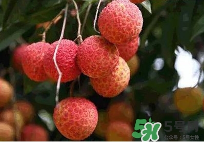 糯米糍荔枝多少錢一斤2017？糯米糍荔枝市場價格