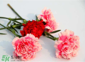 父親節(jié)可以送康乃馨嗎？父親節(jié)送康乃馨好不好？