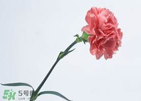 父親節(jié)可以送康乃馨嗎？父親節(jié)送康乃馨好不好？