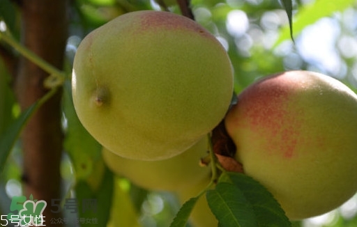 九仙桃什么時候成熟？九仙桃什么時候上市
