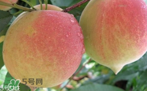 鷹嘴桃多少錢(qián)一斤2017？鷹嘴桃市場(chǎng)價(jià)格