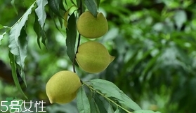 鷹嘴桃種植應(yīng)注意哪些？鷹嘴桃什么時(shí)間修剪