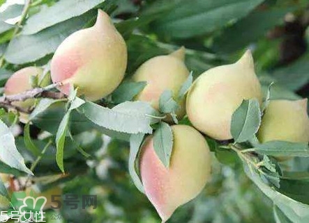 鷹嘴桃?guī)自路莩墒?？鷹嘴桃什么時(shí)候成熟