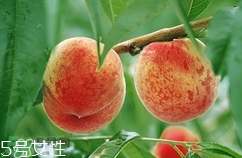 九仙桃怎么保鮮？九仙桃可保鮮多長時間