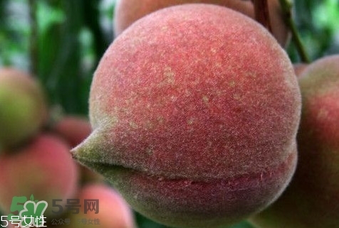 九仙桃怎么保鮮？九仙桃可保鮮多長時間