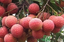 黑葉荔枝有什么功效？黑葉荔枝吃多了會(huì)怎樣？