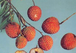 糯米糍荔枝產(chǎn)地是哪里？糯米糍荔枝上火嗎