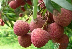 桂味和糯米糍哪個好吃？桂味荔枝和糯米糍荔枝區(qū)別