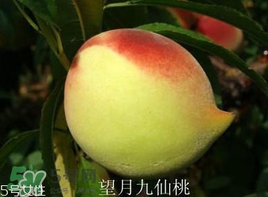 九仙桃什么時候成熟？九仙桃什么時候上市