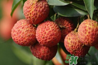 糯米糍荔枝產(chǎn)地是哪里？糯米糍荔枝上火嗎