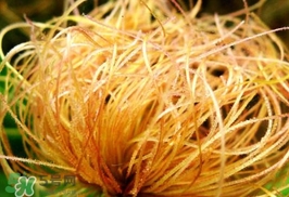 玉米須有什么功效？玉米須的功效與作用