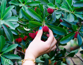 吃楊梅會感染sk5病毒嗎？吃楊梅感染sk5病毒是真的嗎？